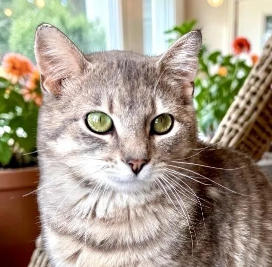 An adult medium-sized male Gray & White Tabby cat named Skid for adoption in Perry, IA