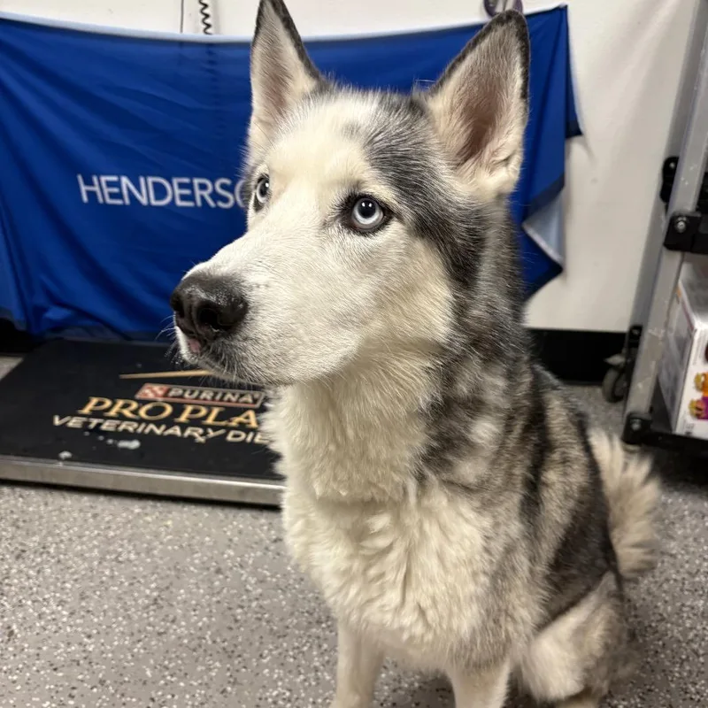 A senior medium-sized male Siberian Husky dog named Thor for adoption in Henderson, NV