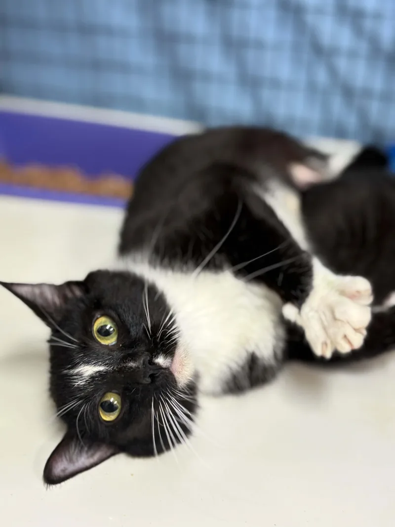 A young medium-sized female Black Domestic Short Hair cat named Vespa for adoption in Grants Pass, OR
