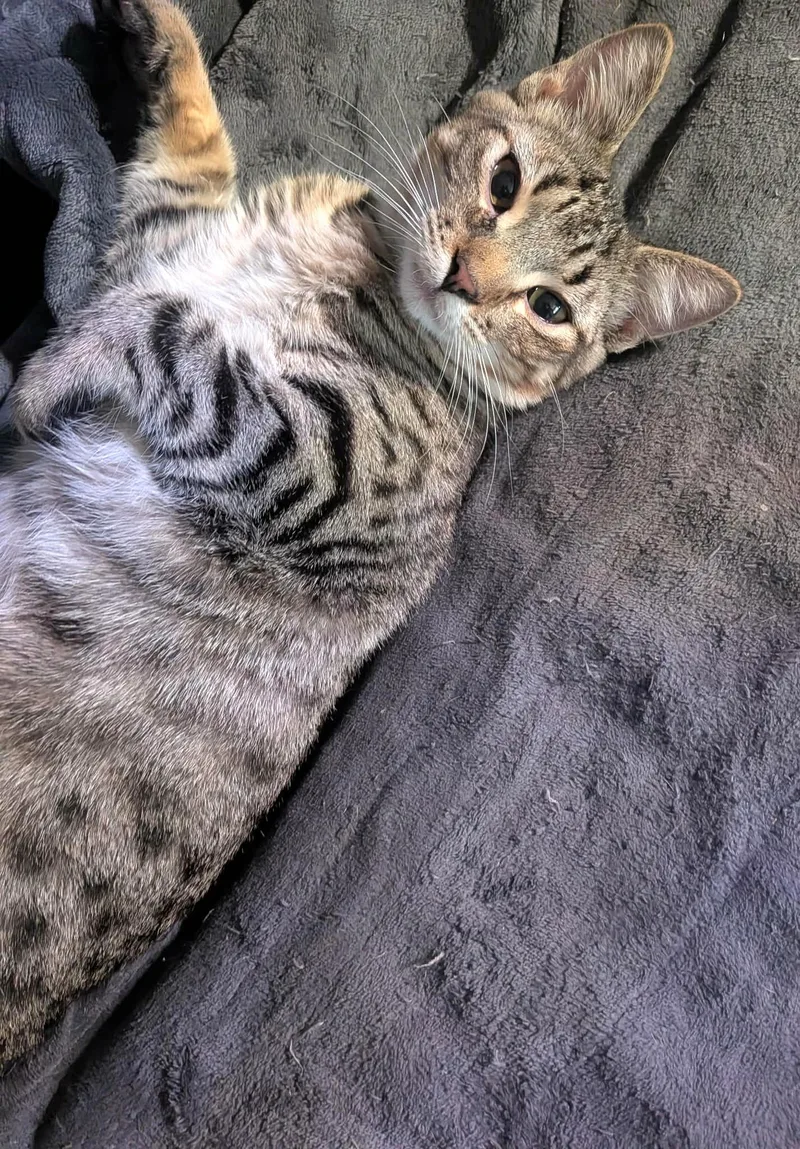 A young medium-sized male Tabby (Brown / Chocolate) Domestic Short Hair cat named Mars for adoption in Sioux Falls, SD