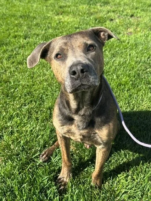 An adult medium-sized male Brindle Pit Bull Terrier dog named Benelli for adoption in Manteca, CA