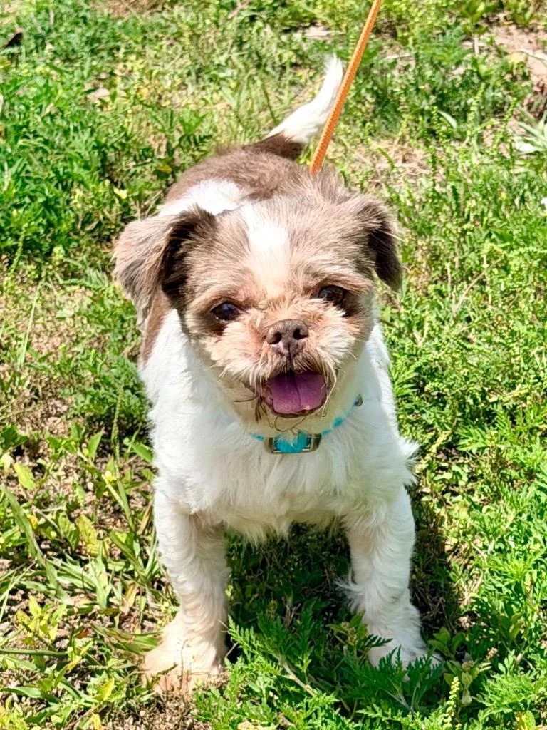 A senior small-sized female Shih Tzu dog named Velveteen for adoption in Cape Coral, FL