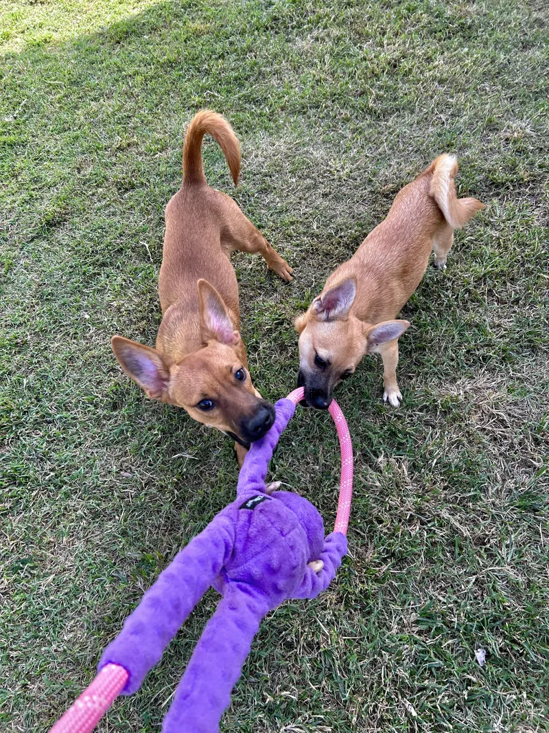 A young small-sized female Red / Chestnut / Orange Chihuahua dog named Fox for adoption in Chickasha, OK