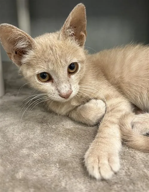 A baby small-sized male Domestic Short Hair cat named Libby for adoption in Dallas, TX