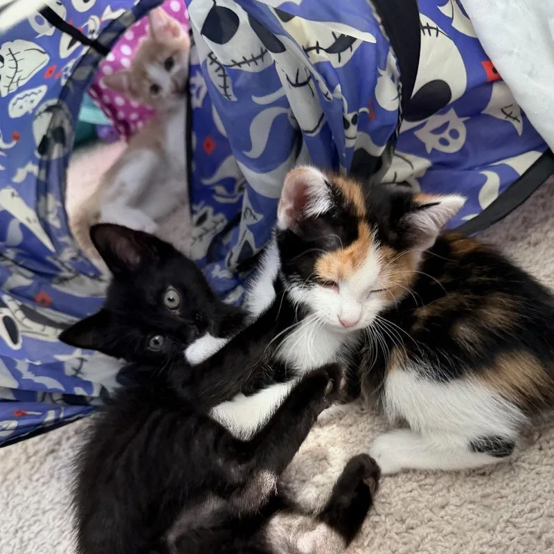 A baby medium-sized female Black & White / Tuxedo Domestic Short Hair cat named Morinth for adoption in Candler, NC