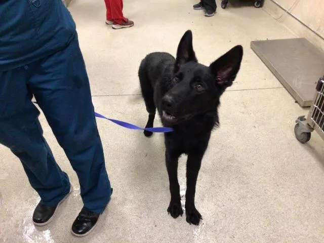 A young large-sized female German Shepherd Dog dog named Coraline for adoption in Riverside, CA