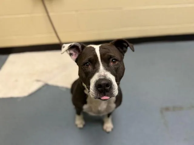 A young medium-sized female Pit Bull Terrier dog named Hot Dish for adoption in Denver, CO