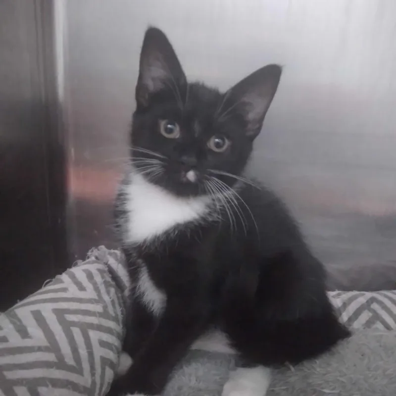 A baby small-sized female Black Domestic Short Hair cat named Toenail for adoption in Spruce Pine, NC