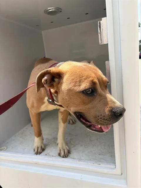 A young large-sized female Pit Bull Terrier dog named Brie for adoption in Augusta, GA