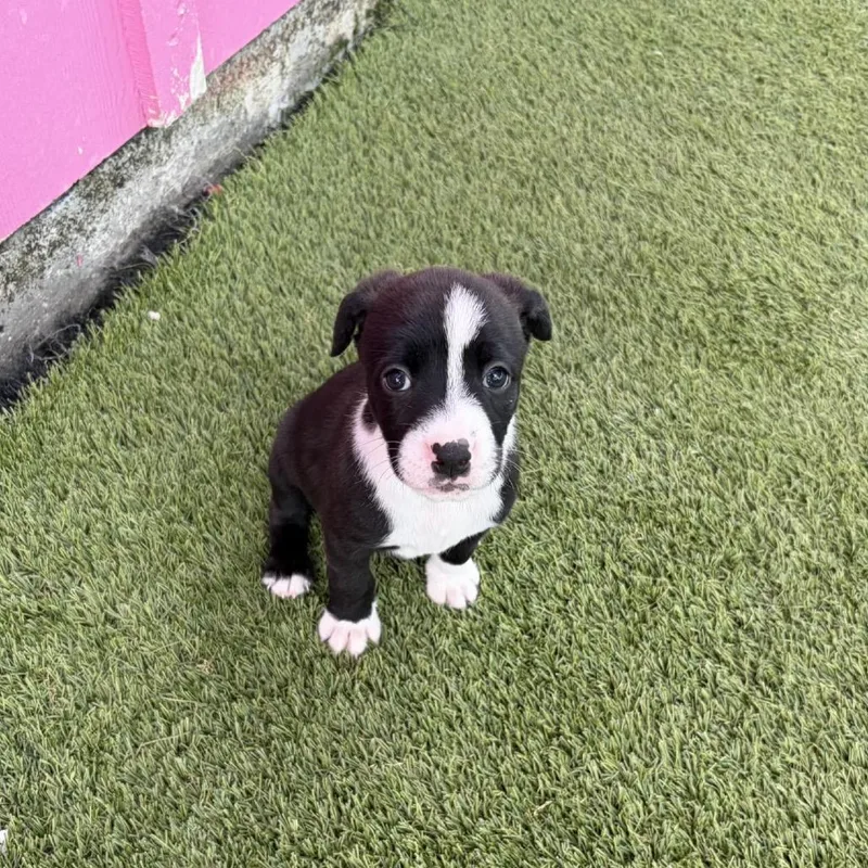 A young medium-sized female Black Mixed Breed dog named Raisin Bran for adoption in LOXAHATCHEE, FL
