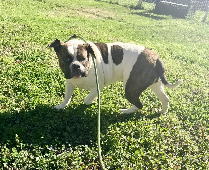 Dumpling thumbnail 2