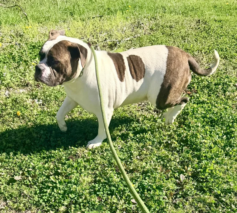 Dumpling thumbnail 3