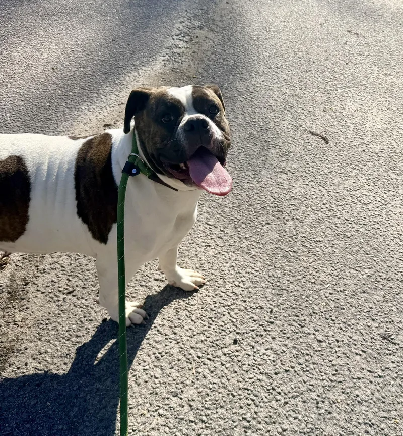 Dumpling thumbnail 4