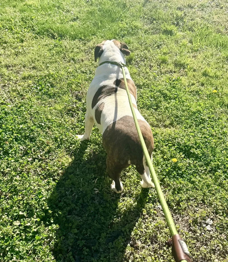 Dumpling thumbnail 5