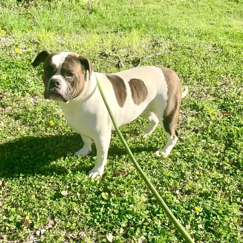 Dumpling thumbnail 6