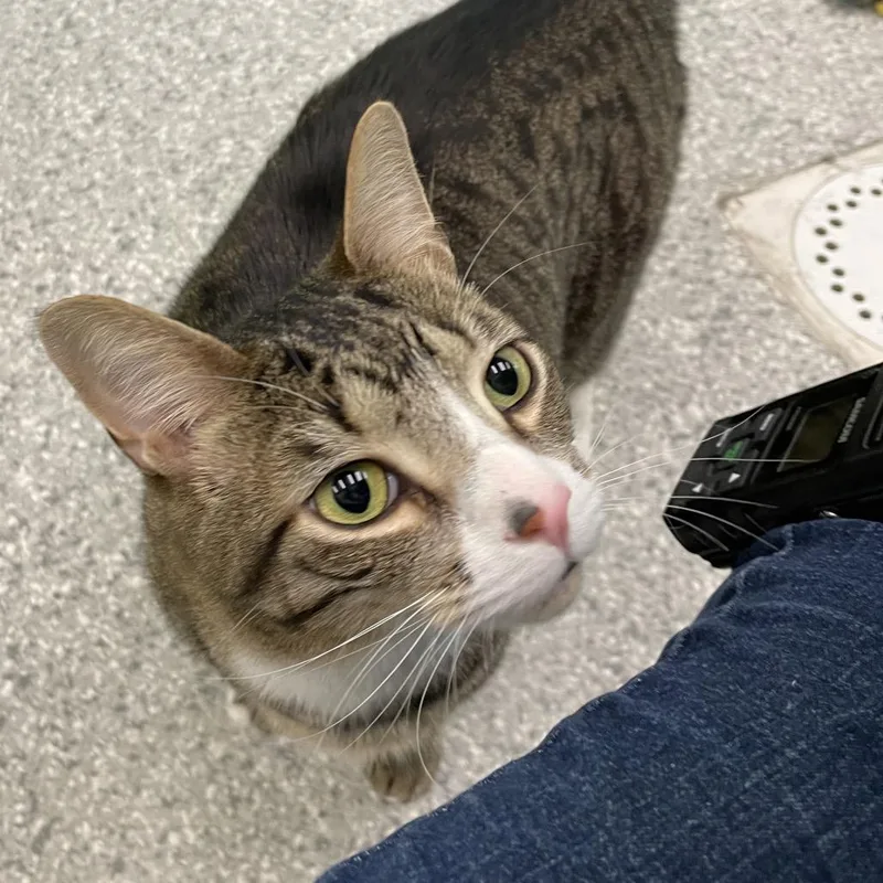 An adult large-sized male Brown / Chocolate Domestic Short Hair cat named Maverick for adoption in Enfield, NH