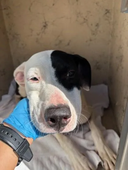 An adult medium-sized female Pit Bull Terrier dog named Anastasia for adoption in Honolulu, HI