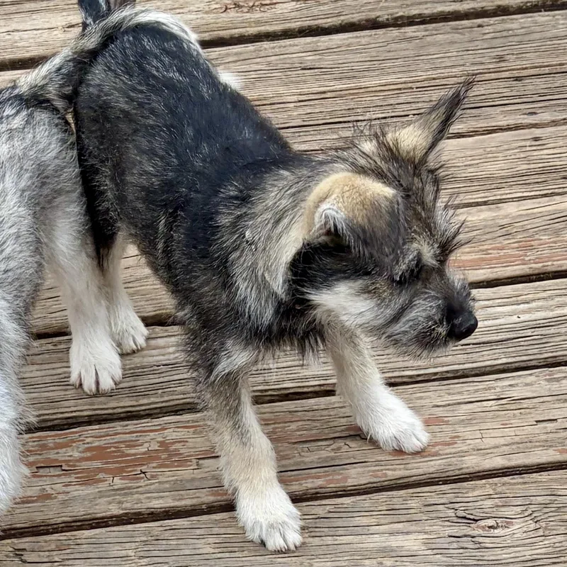 Totally Terrific Tate! Part thumbnail 4