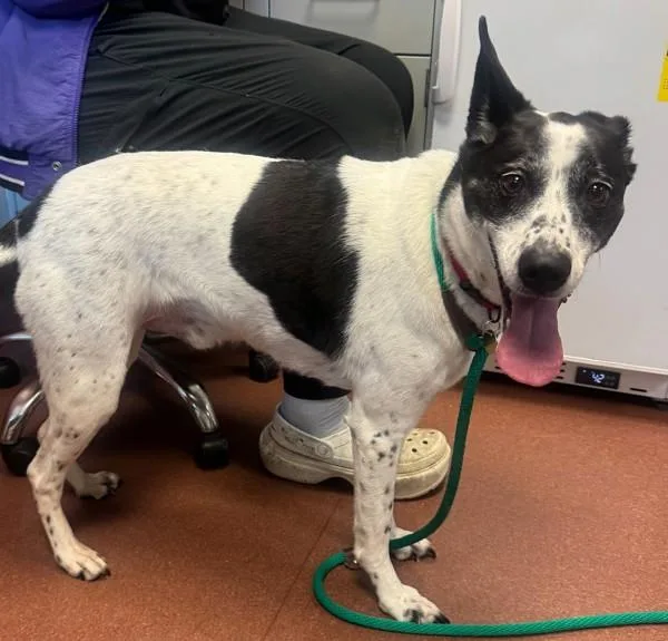 An adult medium-sized male Australian Cattle Dog / Blue Heeler dog named Skylo for adoption in Oakland, CA