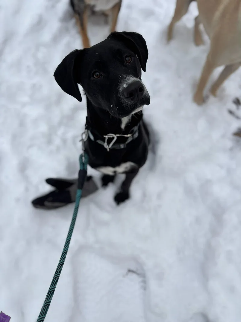 Gracie