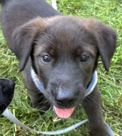 A young small-sized female Mixed Breed dog named Cubby for adoption in Quakertown, PA