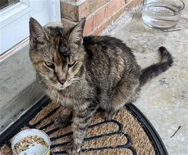 A senior medium-sized female Domestic Short Hair cat named Queen Charlotte for adoption in Louisville, KY