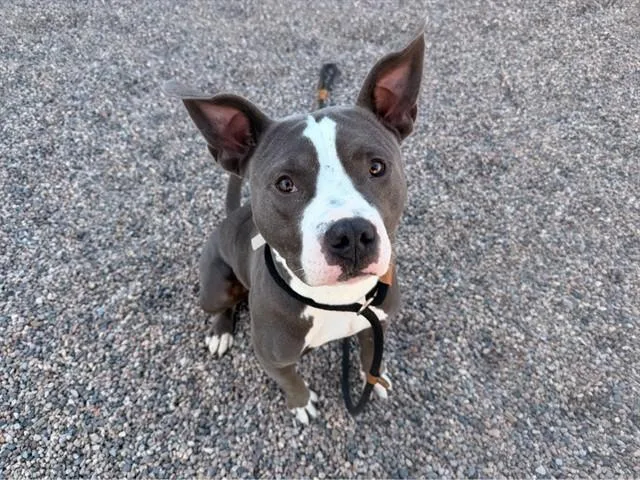 A young large-sized male Pit Bull Terrier dog named Sharky for adoption in Mesa, AZ
