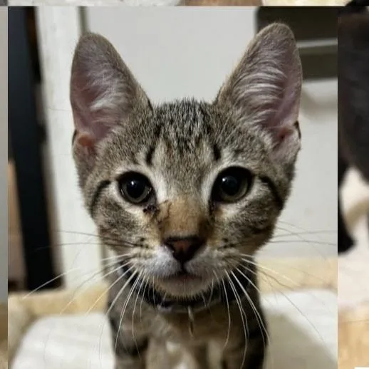 A young large-sized male Gray / Blue / Silver Domestic Short Hair cat named Aries for adoption in South Elgin, IL