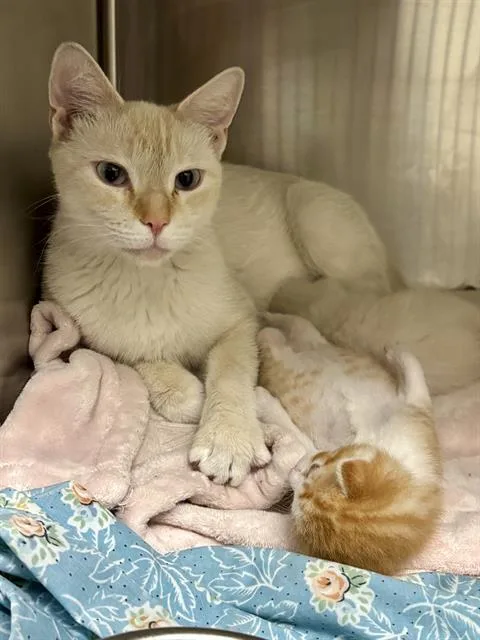 A young medium-sized female Domestic Short Hair cat named Marge for adoption in Las Vegas, NV