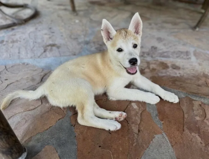 A baby large-sized male White / Cream German Shepherd Dog dog named Rowan for adoption in Evergreen, CO