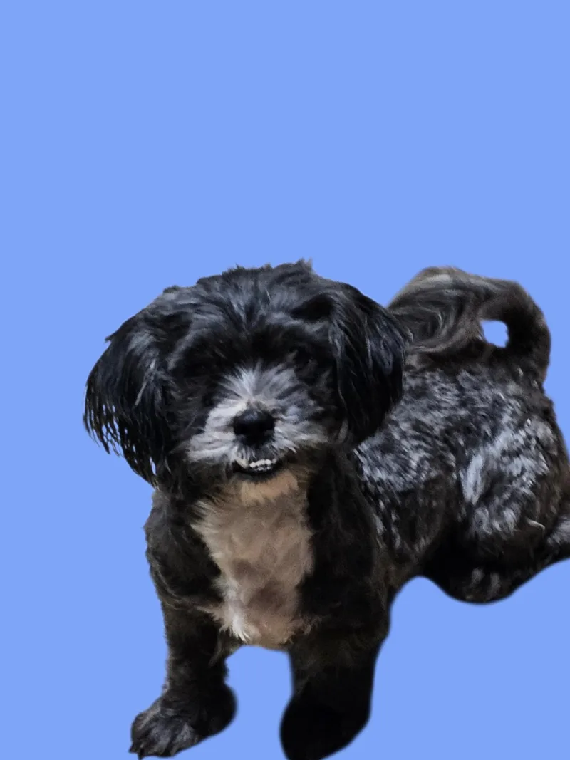 An adult small-sized female Gray / Blue / Silver Shih Tzu dog named Izzie for adoption in Chesnee, SC