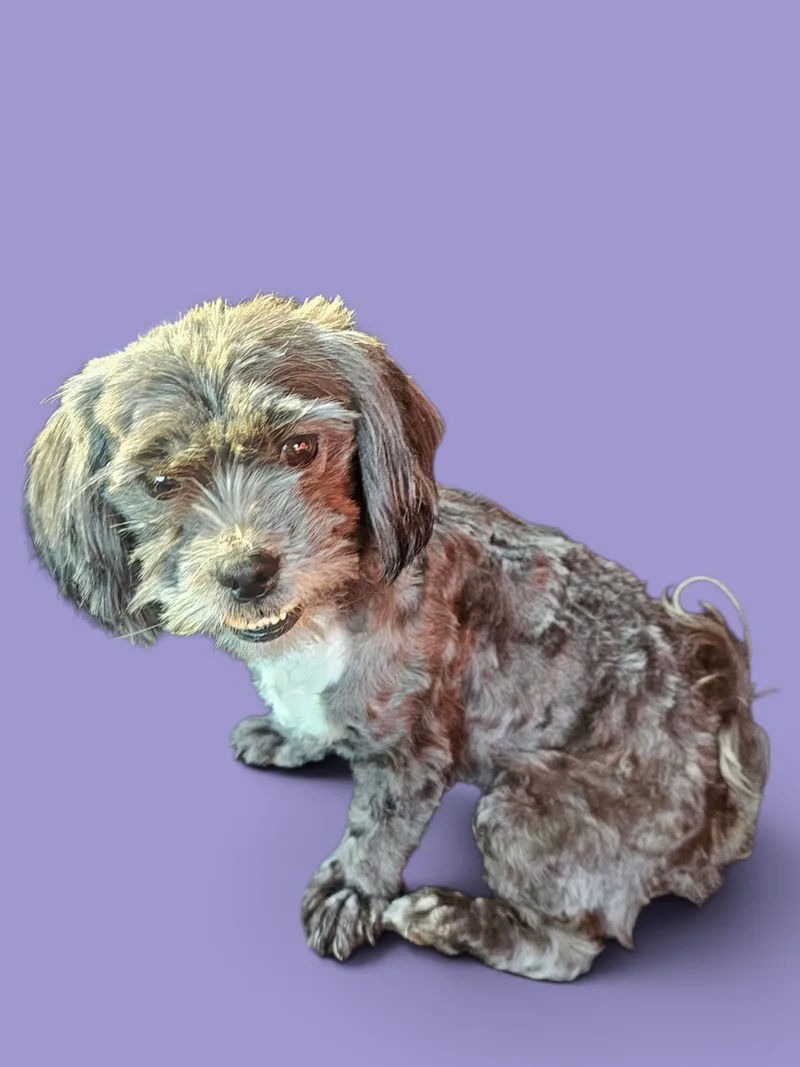 Izzie thumbnail 2