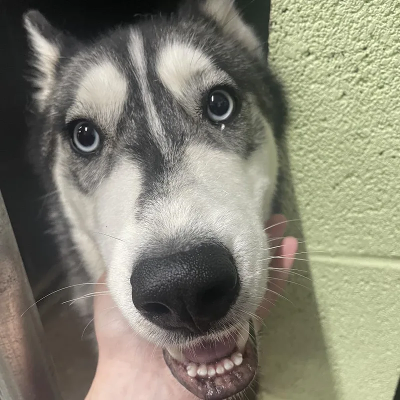 An adult medium-sized male Husky dog named Blue for adoption in Corbin, KY