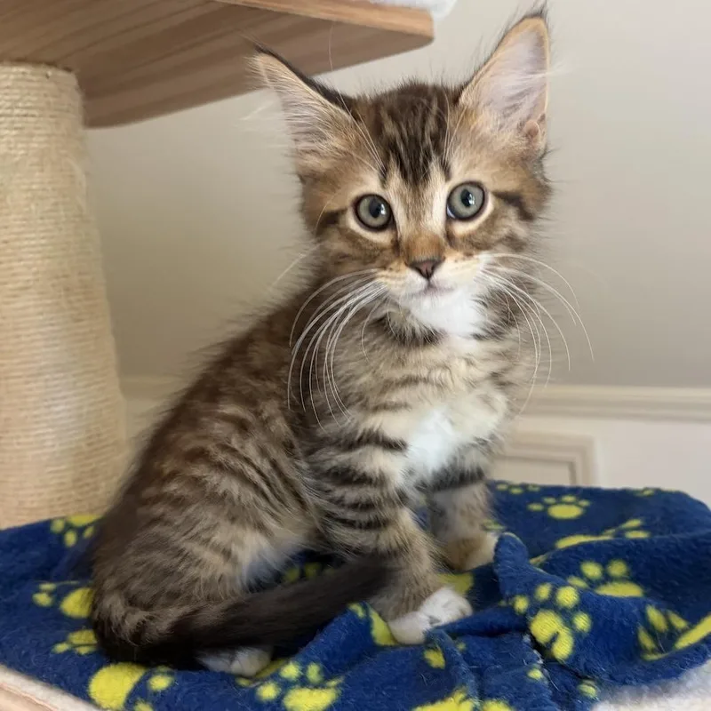 A baby small-sized male Domestic Medium Hair cat named Elliot for adoption in Cumming, GA