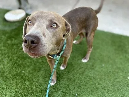 An adult medium-sized male Weimaraner dog named Milo for adoption in Gainesville, FL