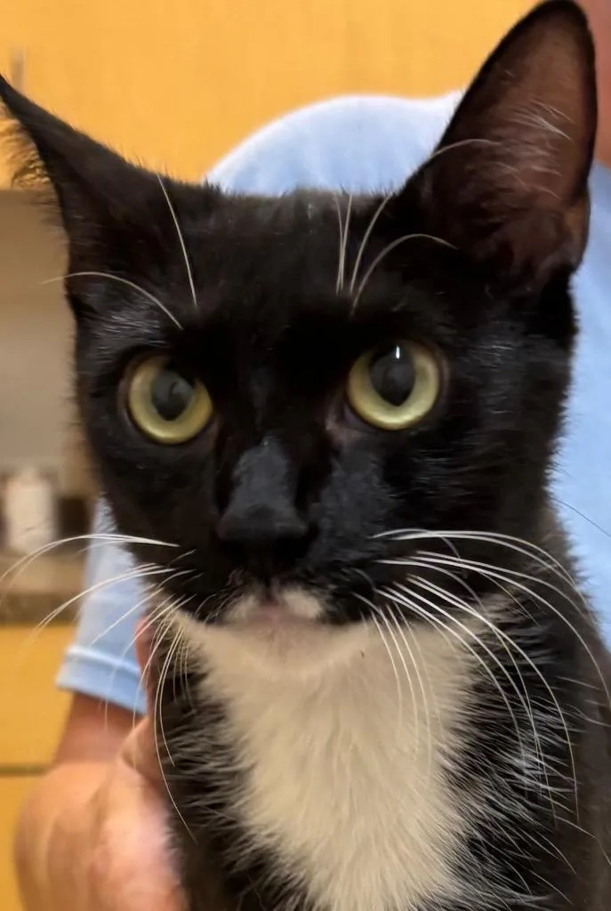 A young large-sized female Domestic Short Hair cat named Halo for adoption in Elizabethton, TN