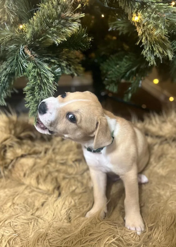 A baby large-sized male American Bulldog dog named Mac for adoption in Shawnee, OK