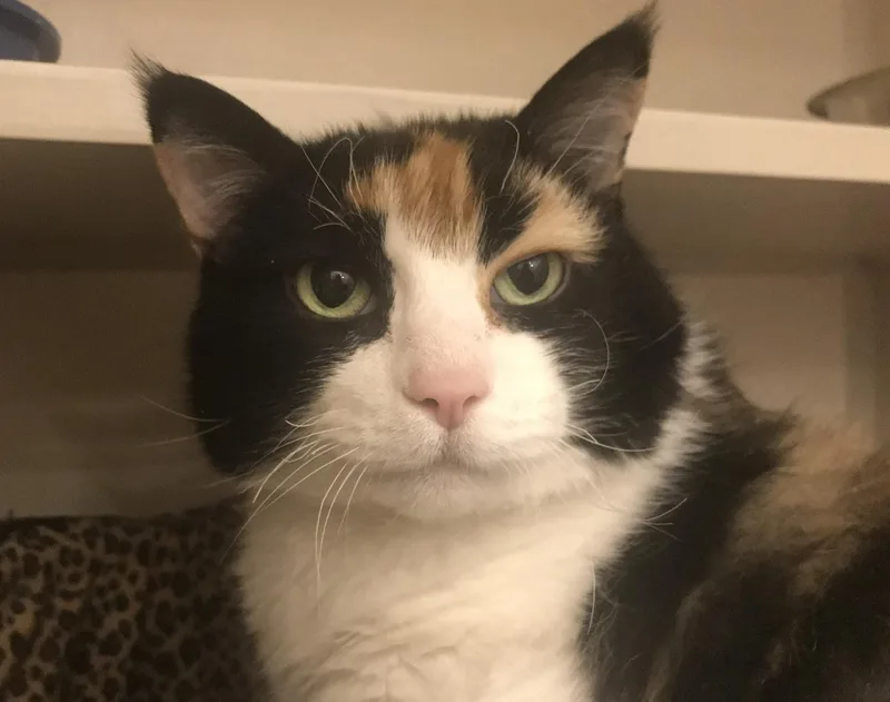 A senior extra large-sized female Orange / Red Domestic Short Hair cat named Ruru for adoption in Buena Vista, CO