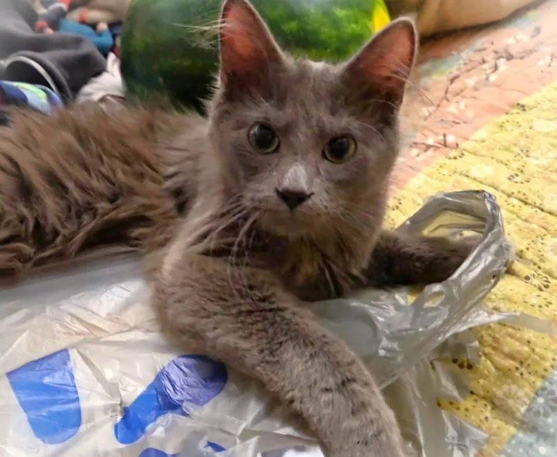 A baby small-sized male Gray / Blue / Silver Domestic Long Hair cat named Rocky for adoption in Mankato, MN