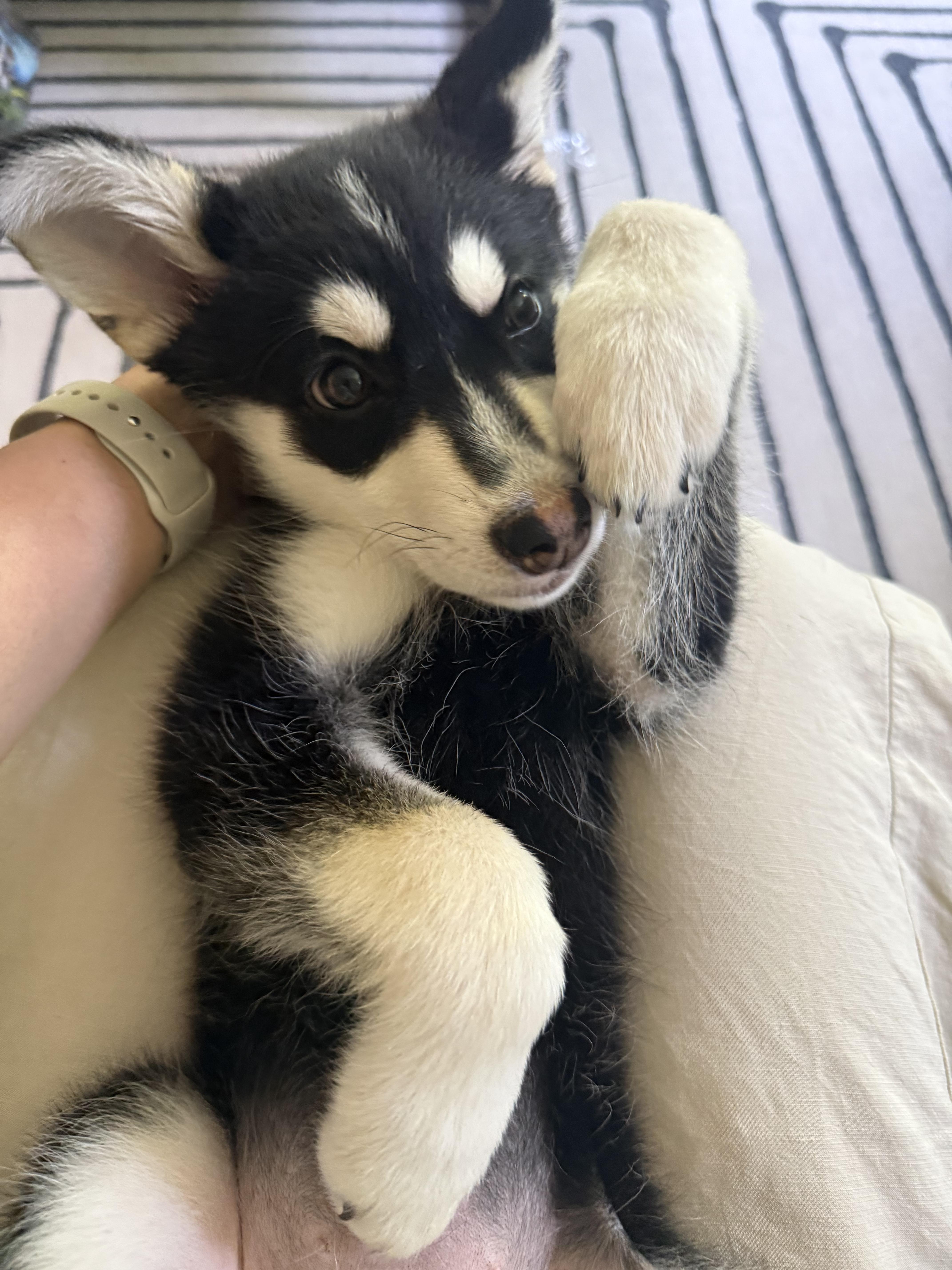 A baby large-sized female Husky dog named Keeva for adoption in Columbia, MD