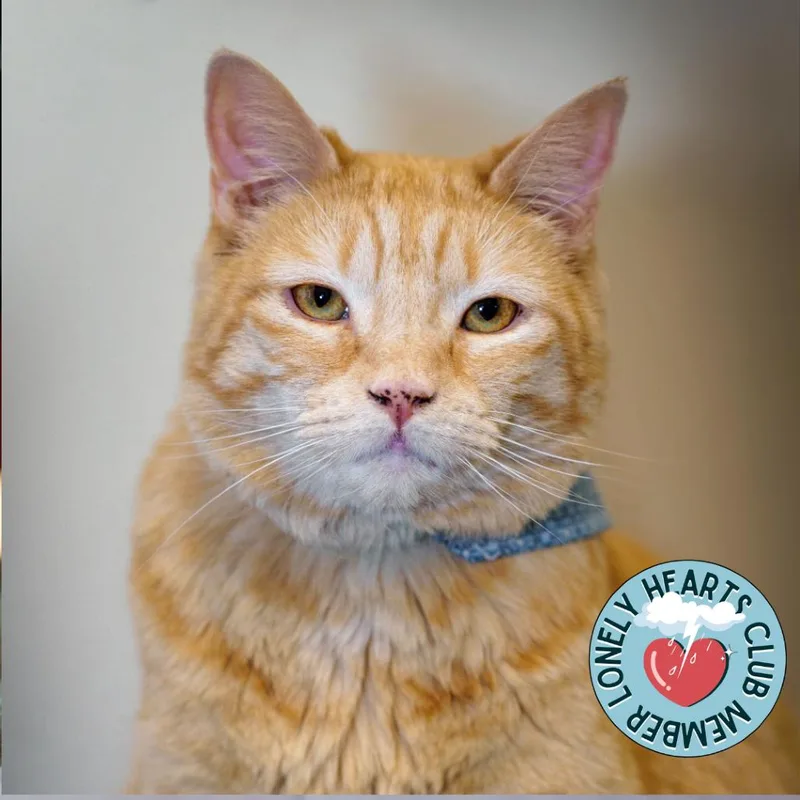 A senior extra large-sized female Orange / Red Domestic Short Hair cat named Xochitl for adoption in Lakewood, CO