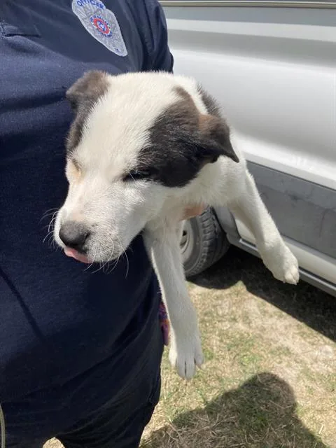 A baby large-sized male Mixed Breed dog named Domino for adoption in Dallas, TX