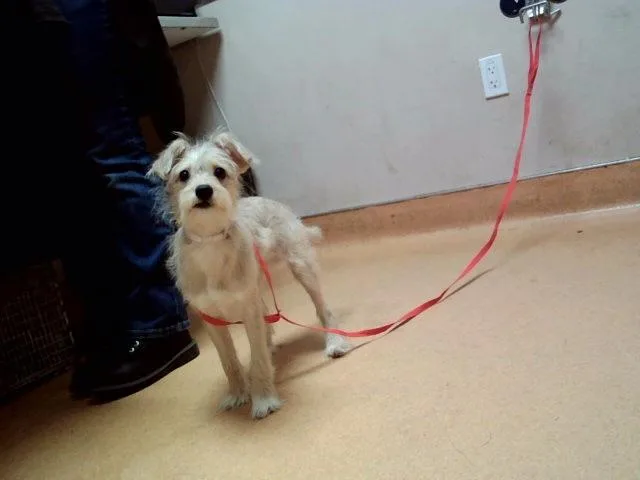 A baby small-sized male Terrier dog named Sprout for adoption in Martinez, CA