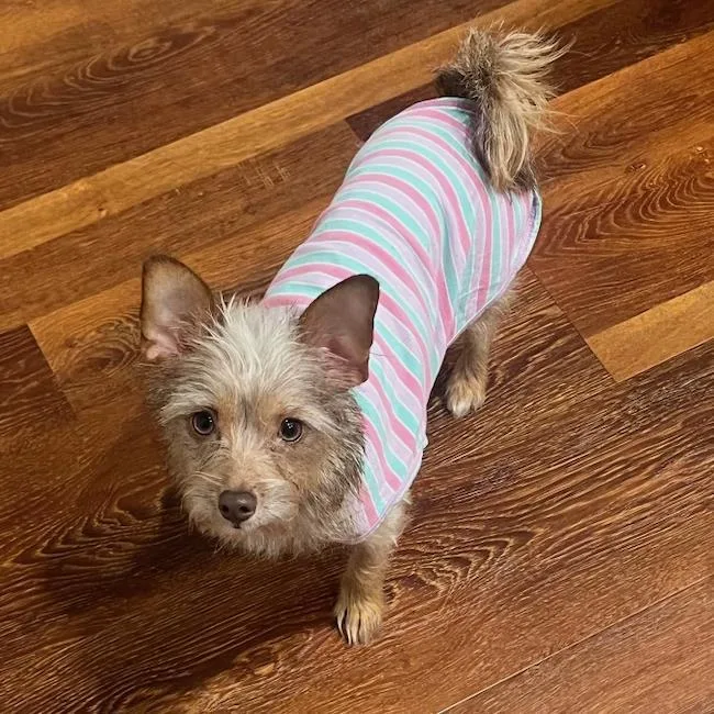 A young small-sized female Border Terrier dog named Sweet Pea for adoption in San Diego, CA