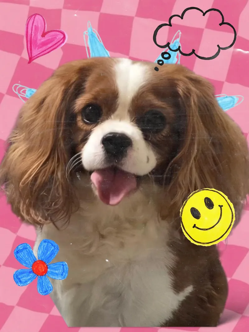 An adult medium-sized female Cavalier King Charles Spaniel dog named Cinnie for adoption in Seaford, DE