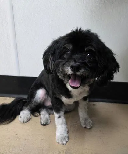 An adult small-sized male Maltese dog named Ringo for adoption in Phoenix, AZ