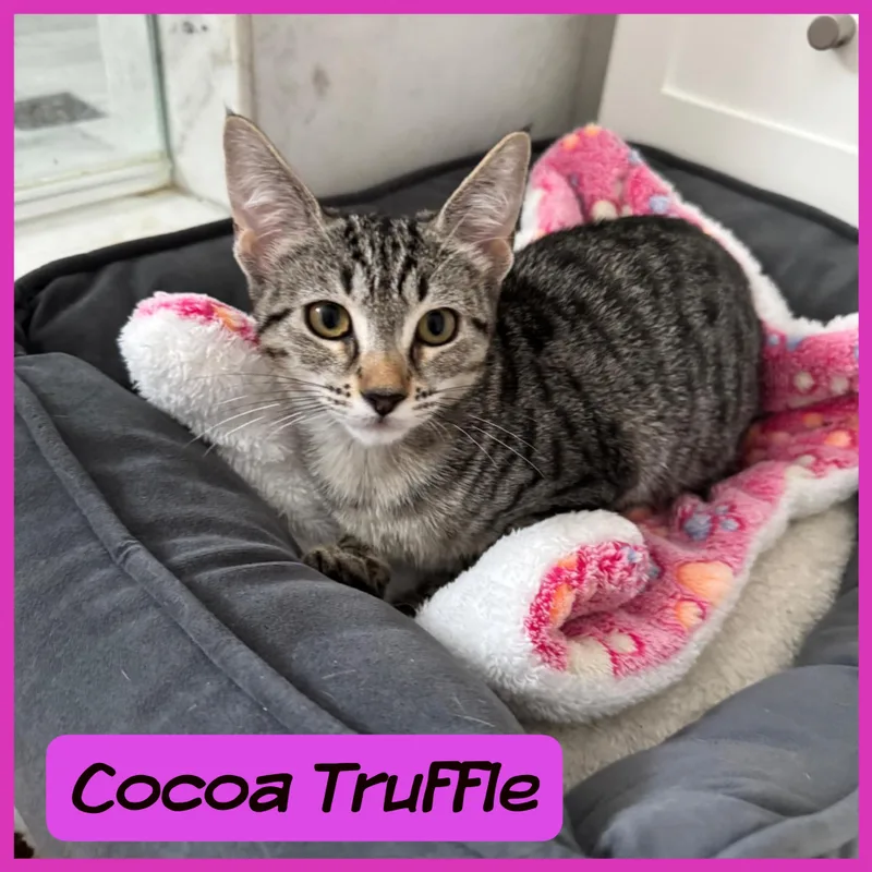 Coco Truffle thumbnail 2
