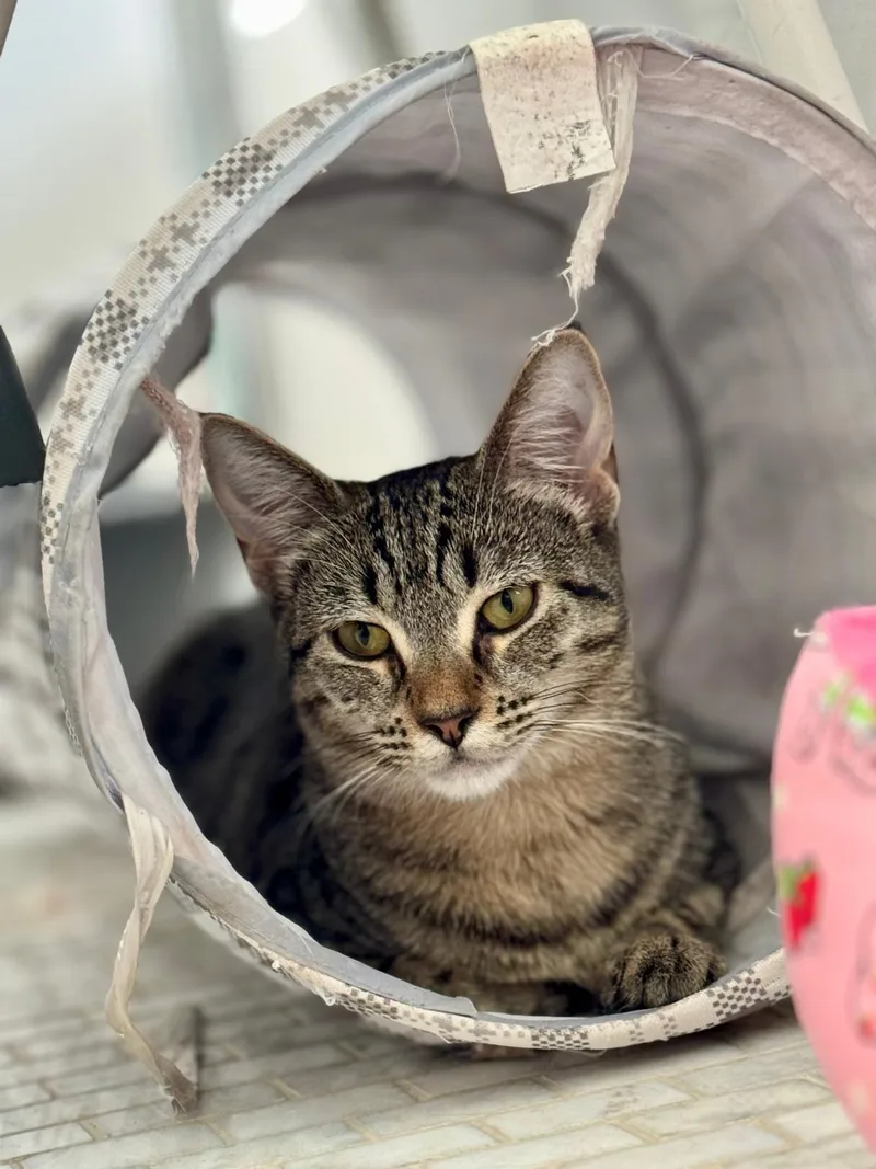 Coco Truffle thumbnail 3