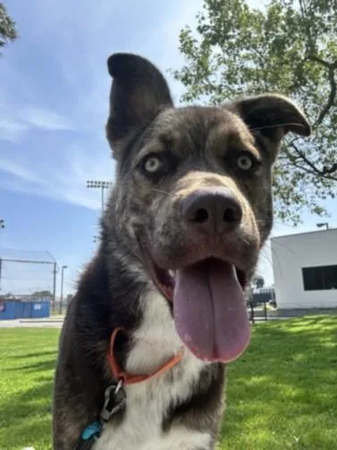 A young large-sized male Husky dog named Marco for adoption in Chatsworth, CA