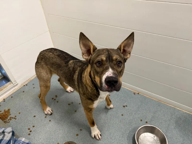 A young medium-sized male Shepherd dog named Orion for adoption in Portland, IN